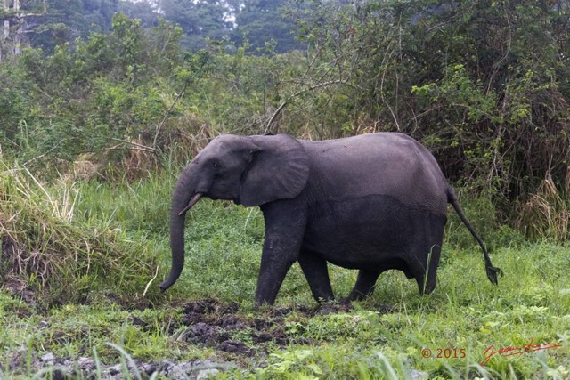 063 LOANGO 2 Akaka Riviere Rembo Ngove Nord Berge et Mammalia Proboscidea Elephant Loxodonta africana cyclotis 15E5K3IMG_106907wtmk.jpg